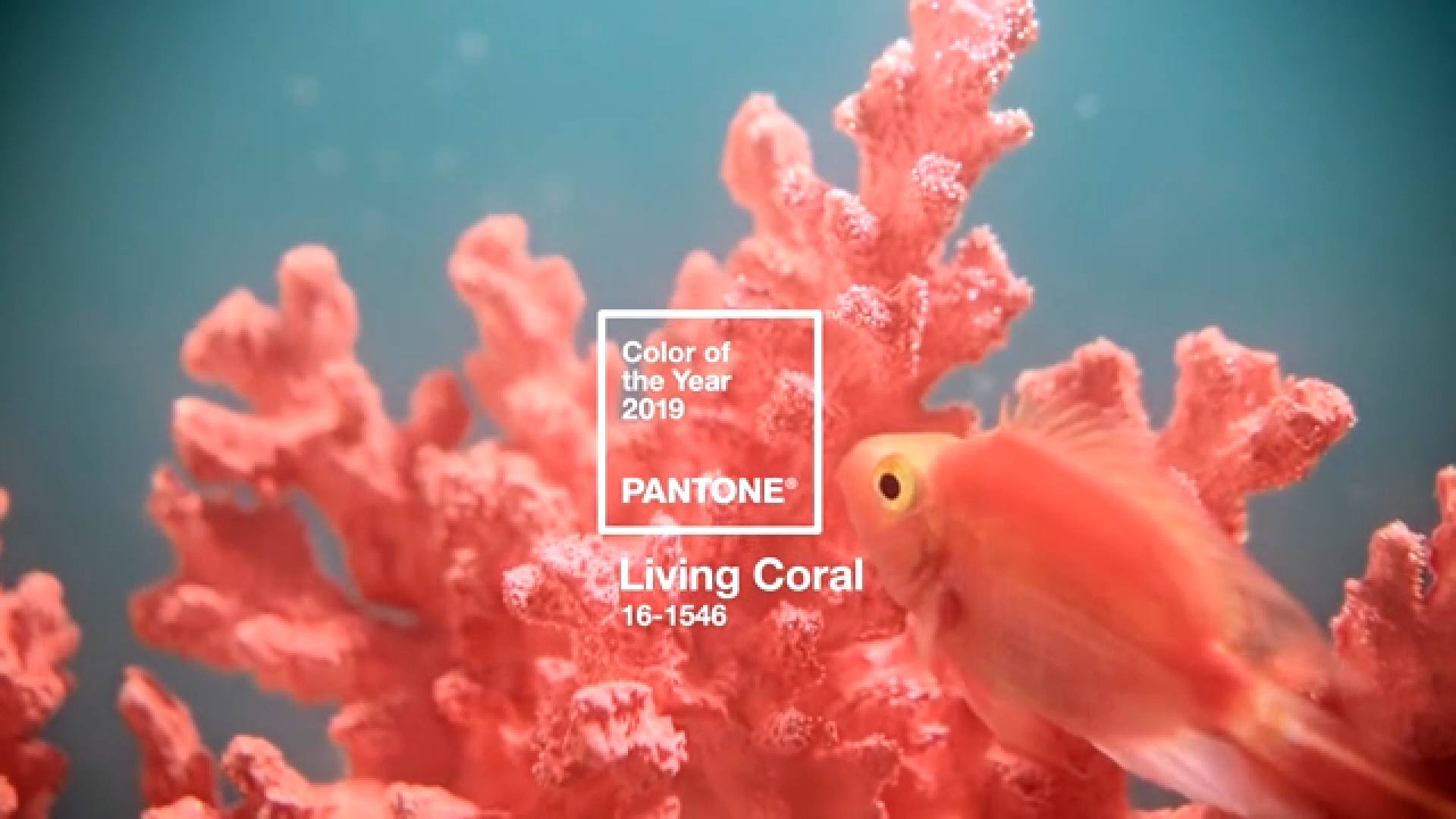 Bright And Alive Living Coral Is Pantones 2019 Color Of The Year Tokyo Grand Renovation 3290