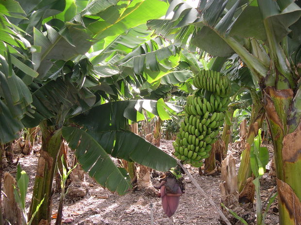 Banana_plantation